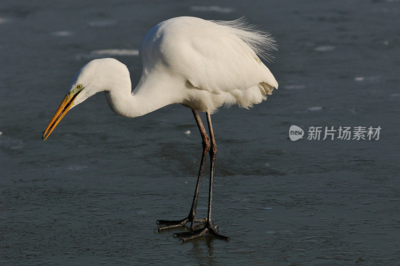 冬季大白鹭(Ardea alba)